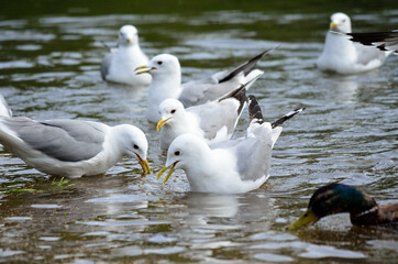 ducks and seagulls in summer looking for food