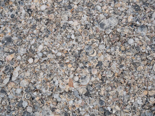 Natural gray shells beach background.