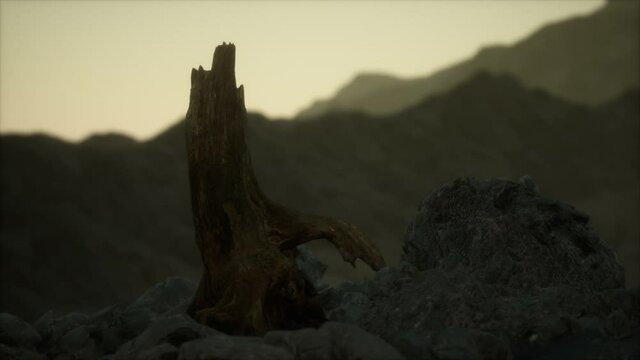 Dead pine tree at granite rock at sunset