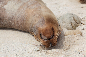 A female sea lion