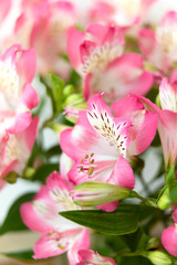 Naklejka premium Alstroemeria flowers