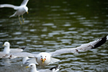 seagulls in summer pond close up