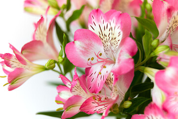 Fototapeta premium Alstroemeria flowers