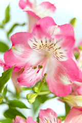 Fototapeta na wymiar Alstroemeria flowers