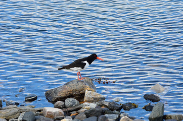 oystercatcher bird standing on blue sea shore in summer