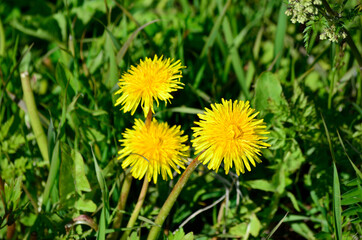 yellow wildflower in lush green summer nature