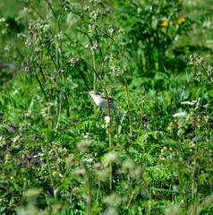 small bird in lush green summer foliage