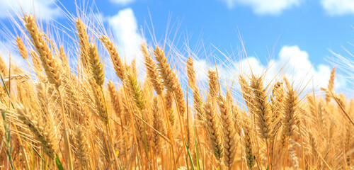 illustration champs de blé 
