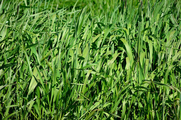 green grass in summer macro photo