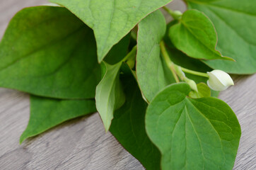 Leaf of houttuynia cordate fish herb