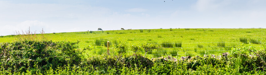 Fototapeta na wymiar Panorama open fields and Blue Skies in the Summertime