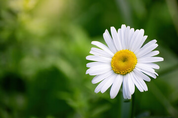 chamomile flower close-up