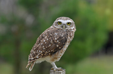 Close up owl portrait in nature