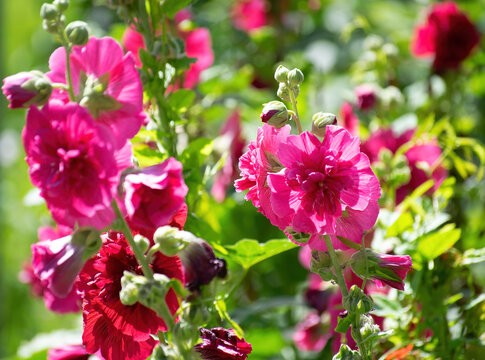 Purple mallow in sunny day