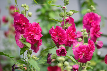 Purple mallow in sunny day