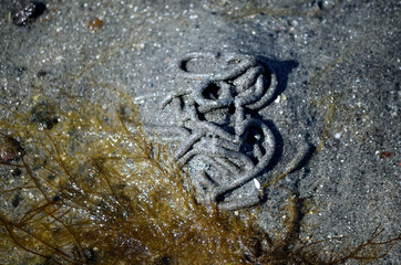 lugworm pile on sandy beach in summer macro