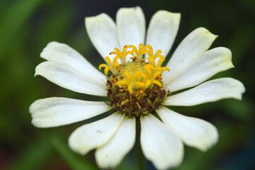 Close up view of white zinnia flower on blurred background