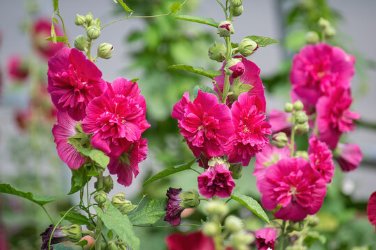 Purple mallow in sunny day - Powered by Adobe