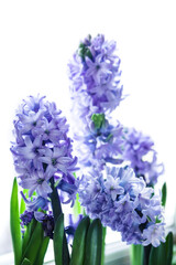 Purple hyacinths blooming