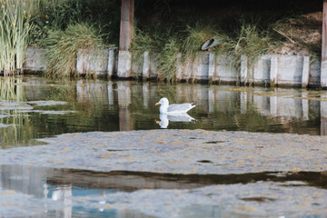 Natur am Strand von Holland 