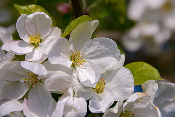 Apple blossoms in spring on branches with velvety green leaves.