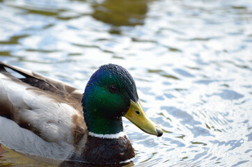 beautiful male mallard duck swimming in pond close up
