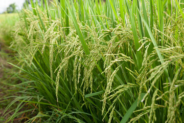 Fototapeta na wymiar Rice ears in green meadow wating for harvest at asia organic farm.