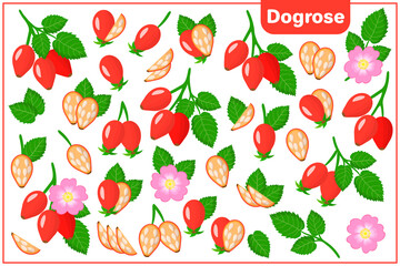 Set of vector cartoon illustrations with Dogrose exotic fruits, flowers and leaves isolated on white background