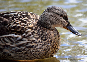 female mallard duck in summer pond close up