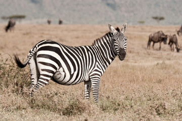 Fototapeta na wymiar Zebra in the Maasai Mara, Kenya