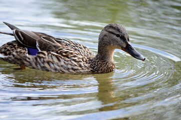 female mallard duck in summer pond close up