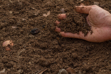 Expert hand of gardener hold a healthy soil prepare grow seeds of vegetable or planting a seedling. Gardening and Agriculture concept.