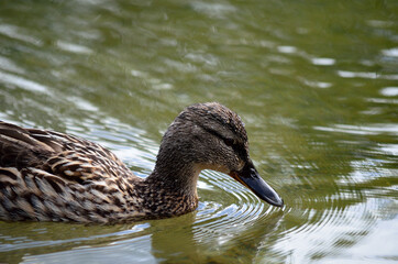 female mallard duck in summer pond close up