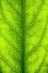 Fototapeta na wymiar Green leaf close-up background