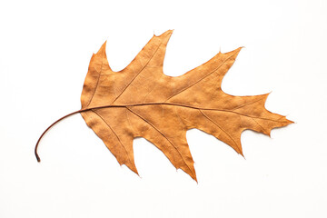 big dried autumn brown leaf on a white background, Hello, autumn - Powered by Adobe