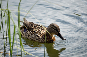 female mallard duck in summer pond close up