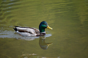 beautiful male mallard duck in pond