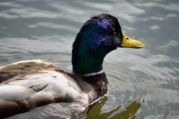 beautiful male mallard duck swimming in pond close up
