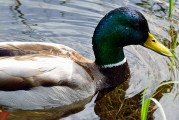 beautiful male mallard duck swimming in pond close up
