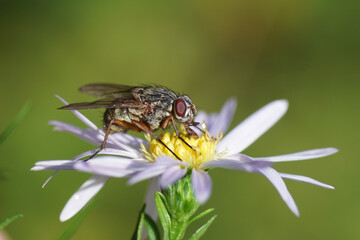 A fly, Phaonia valida on a flower of an aster (Aster ageratoides). Family Muscidae. Autumn, in a Dutch garden. 