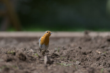 Redbreast robin stood among a garden planting bed inquisitively tilts head to look at the camera.