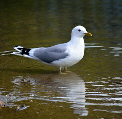 seagull standing in water