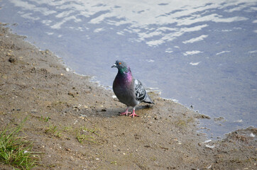 colourful pidgeon on pond shore close up