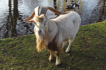 Obraz premium A goat on the edge of a ditch in the Dutch village of Bergen. June, Netherlands. 