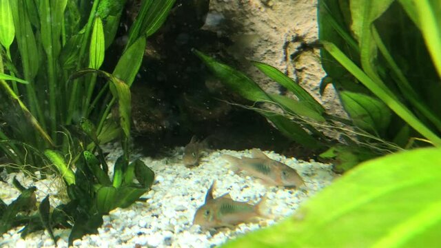 Welse, Metallpanzerwelse im Aquarium