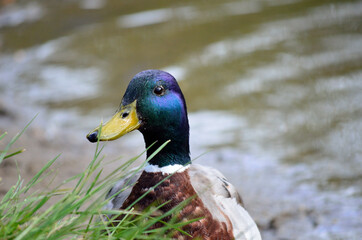 male mallard duck on grassy pond shore close up