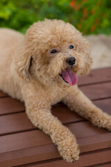 Cute dog poodle at park