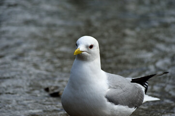 seagull close up in summer