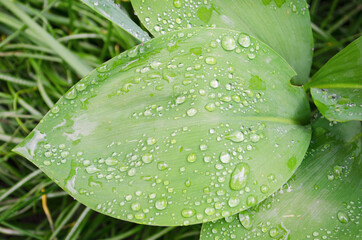 Closeup leaves, green on a blurred background of greenery. Drops of water on the leaves. Summer rain on the plants. Raindrops on a green background.
