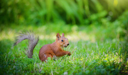 Red squirrel sits on green grass